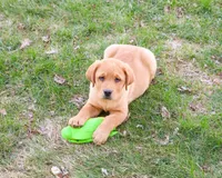 AKC Eagle, a male Labrador Retriever for sale in Syracuse, IN – Photo 1 of 9