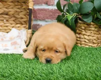 AKC Eagle, a male Labrador Retriever for sale in Syracuse, IN – Photo 2 of 8