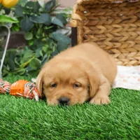 AKC Eagle, a male Labrador Retriever for sale in Syracuse, IN – Photo 5 of 9