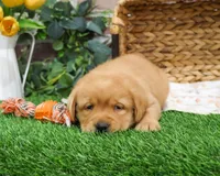 AKC Eagle, a male Labrador Retriever for sale in Syracuse, IN – Photo 6 of 8