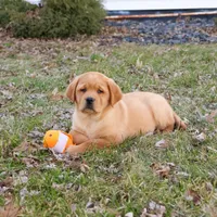 AKC Eagle, a male Labrador Retriever for sale in Syracuse, IN – Photo 4 of 9
