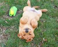 AKC Eagle, a male Labrador Retriever for sale in Syracuse, IN – Photo 2 of 9
