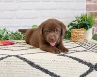AKC Skye, a female Labrador Retriever for sale in Syracuse, IN – 4 of 7