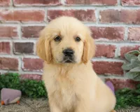 AKC Giana, a female Golden Retriever for sale in Syracuse, IN – 3 of 5