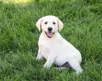 AKC Rodney, a male Labrador Retriever for sale in Syracuse, IN – 4 of 5