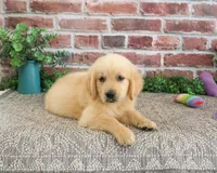 AKC Giana, a female Golden Retriever for sale in Syracuse, IN – 5 of 5