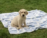 AKC Ranger, a male Labrador Retriever for sale in Syracuse, IN – 3 of 5