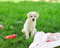 AKC Silvermist , a female Labrador Retriever for sale in Syracuse, IN – 2 of 10