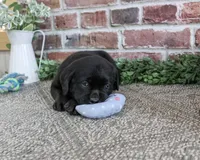 Bean, a male Labrador Retriever for sale in Syracuse, IN – 3 of 5