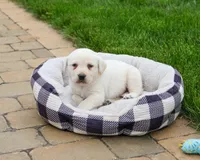 AKC Captain , a male Labrador Retriever for sale in Syracuse, IN – 4 of 8