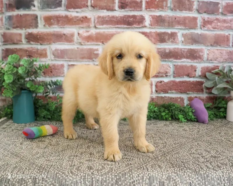 AKC Giana – Golden Retriever puppy for sale in Syracuse, IN