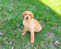 AKC Eddie, a male Labrador Retriever for sale in Syracuse, IN – Photo 2 of 10