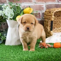 AKC Eddie, a male Labrador Retriever for sale in Syracuse, IN – Photo 7 of 10