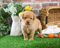 AKC Eddie, a male Labrador Retriever for sale in Syracuse, IN – Photo 1 of 8