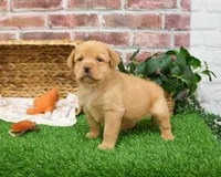 AKC Eddie, a male Labrador Retriever for sale in Syracuse, IN – Photo 4 of 8