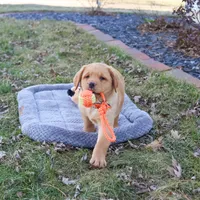 AKC Eddie, a male Labrador Retriever for sale in Syracuse, IN – Photo 6 of 10