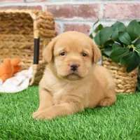 AKC Eddie, a male Labrador Retriever for sale in Syracuse, IN – Photo 8 of 10