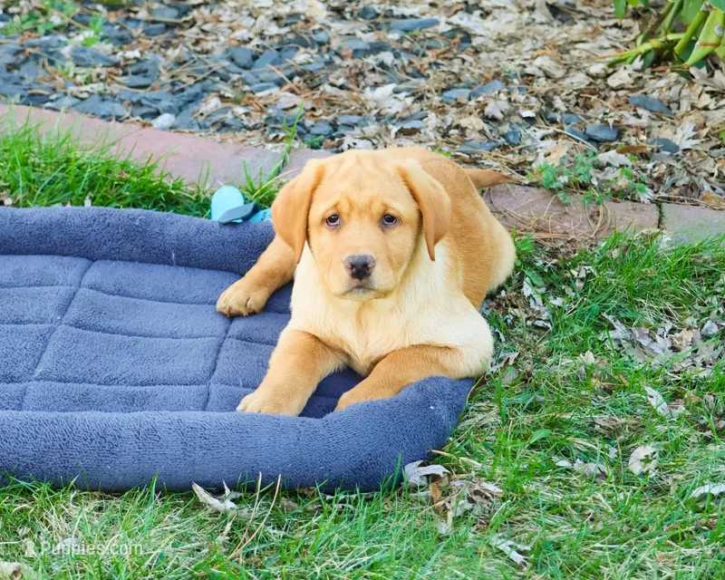 AKC Eddie – Labrador Retriever puppy for sale in Syracuse, IN