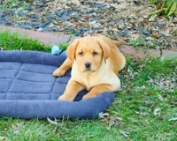 AKC Eddie, a male Labrador Retriever for sale in Syracuse, IN – Photo 1 of 10