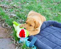 AKC Eddie, a male Labrador Retriever for sale in Syracuse, IN – Photo 3 of 10