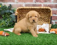 AKC Eddie, a male Labrador Retriever for sale in Syracuse, IN – Photo 2 of 8