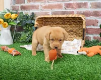 AKC Eddie, a male Labrador Retriever for sale in Syracuse, IN – Photo 3 of 8