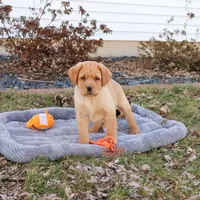 AKC Eddie, a male Labrador Retriever for sale in Syracuse, IN – Photo 5 of 10
