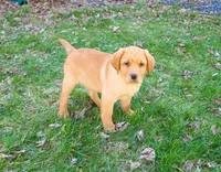 AKC Eddie, a male Labrador Retriever for sale in Syracuse, IN – Photo 4 of 10