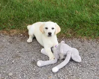 AKC Whitney, a female Labrador Retriever for sale in Syracuse, IN – 5 of 10
