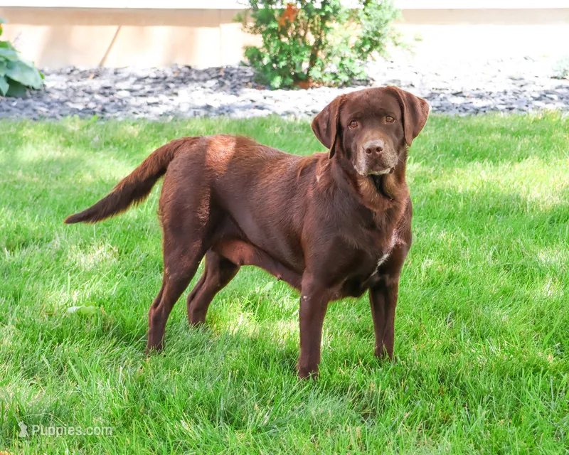 Reba  – Labrador Retriever puppy for sale in Syracuse, IN
