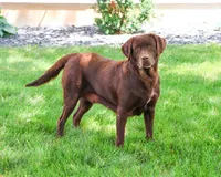 Reba , a female Labrador Retriever for sale in Syracuse, IN – 1 of 4