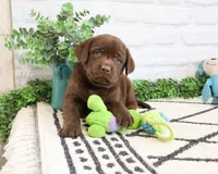 AKC Timon , a male Labrador Retriever for sale in Syracuse, IN – 4 of 8