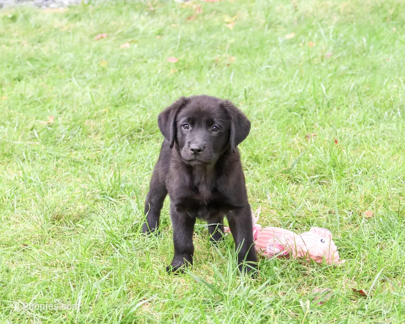 AKC Estelle – Labrador Retriever puppy for sale in Syracuse, IN