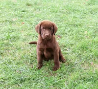 AKC Nutella, a female Labrador Retriever for sale in Syracuse, IN – 2 of 8
