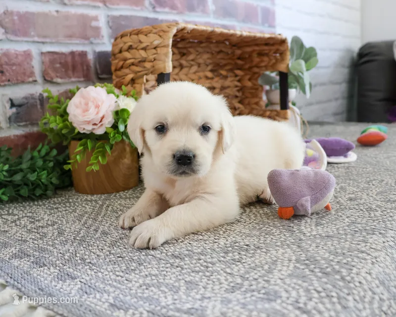 AKC Tilly – English Cream Golden Retriever puppy for sale in Syracuse, IN