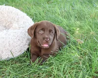 AKC Mirabel, a female Labrador Retriever for sale in Syracuse, IN – 5 of 5