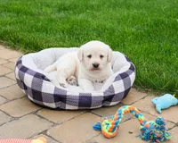 AKC Bucky, a male Labrador Retriever for sale in Syracuse, IN – 3 of 7