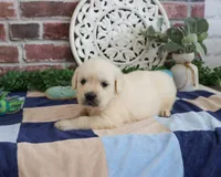 AKC Turbo, a male English Cream Golden Retriever for sale in Syracuse, IN – 5 of 7