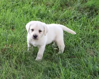 AKC Randy, a male Labrador Retriever for sale in Syracuse, IN – 1 of 4