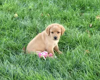 AKC Cassidy, a female Labrador Retriever for sale in Syracuse, IN – 5 of 5