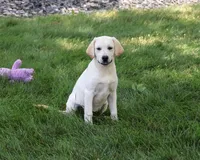 AKC Whitney, a female Labrador Retriever for sale in Syracuse, IN – 3 of 10
