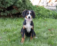 AKC Liberty, a female Bernese Mountain Dog for sale in Syracuse, IN – 2 of 10