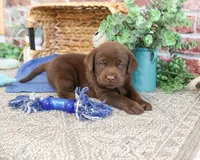 AKC Scott, a male Labrador Retriever for sale in Syracuse, IN – 2 of 5