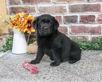 AKC Amber, a female Labrador Retriever for sale in Syracuse, IN – 2 of 6