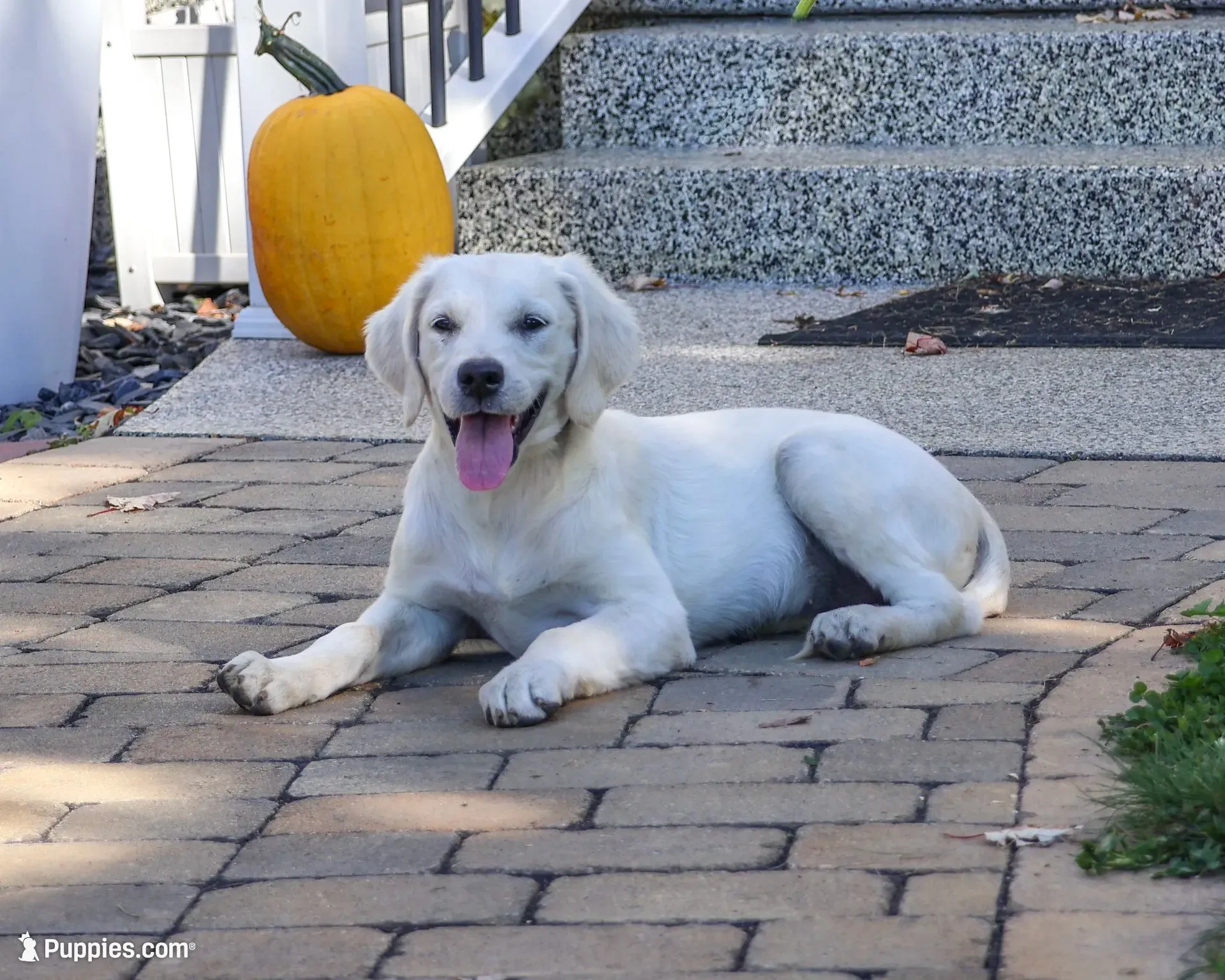 AKC Twinkle, a female English Cream Golden Retriever for sale in Syracuse, IN – 2 of 10