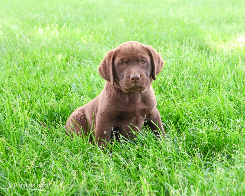 AKC Simba – Labrador Retriever puppy for sale in Syracuse, IN