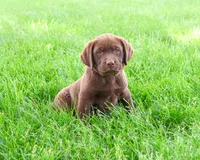 AKC Simba, a male Labrador Retriever for sale in Syracuse, IN – 1 of 8