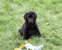 AKC Max, a male Labrador Retriever for sale in Syracuse, IN – 4 of 10
