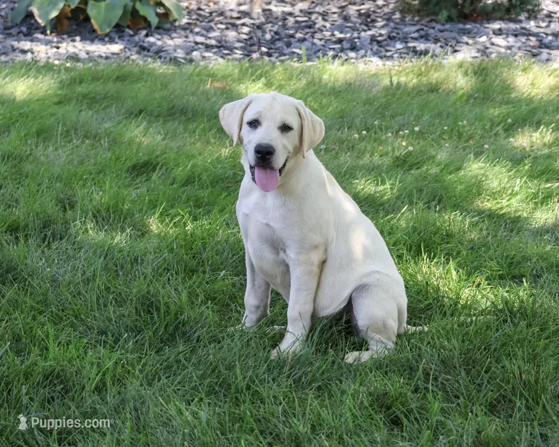 AKC Percival  – Labrador Retriever puppy for sale in Syracuse, IN
