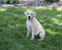 AKC Percival , a male Labrador Retriever for sale in Syracuse, IN – 1 of 10